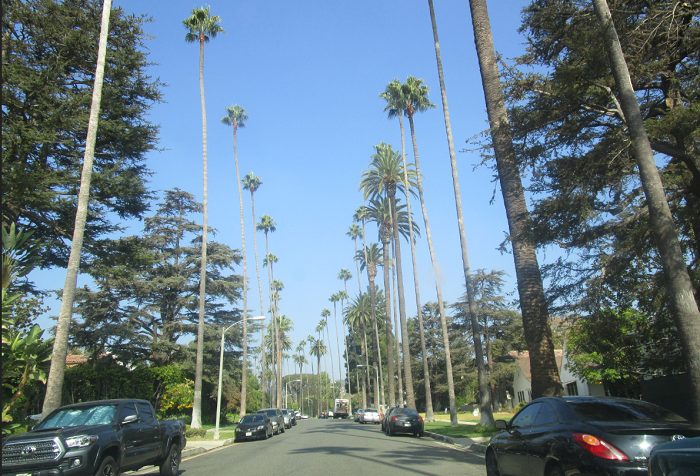 Palmbomen Beverly Hills